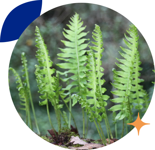 Group 20 (1) A group of ferns growing in the dirt.